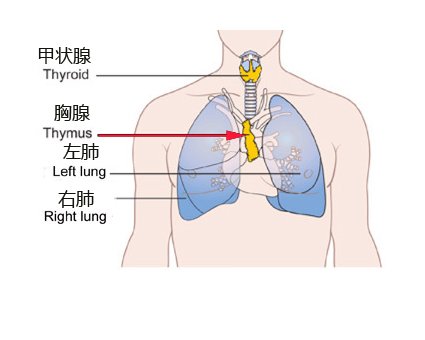 免费治疗淋巴瘤临床试验招募患者,临床招募4种靶向药免费试用