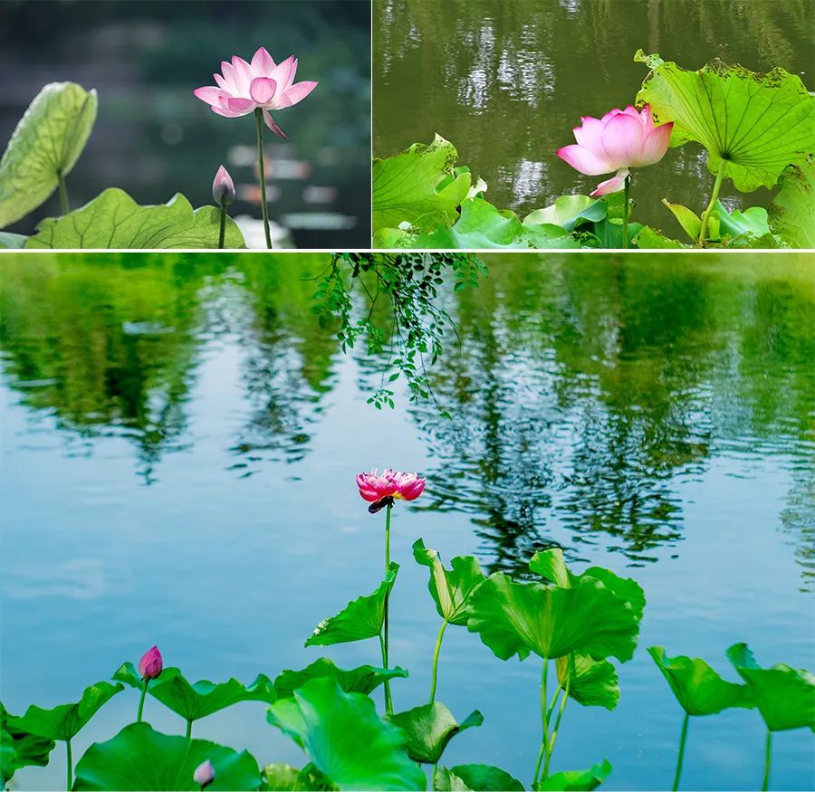 儿童画教程｜油画棒绘画课程《热闹的夏日池塘》