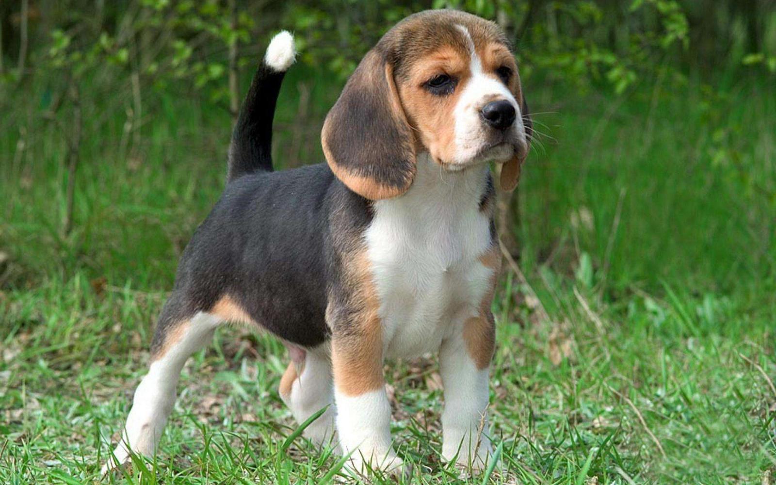 选择困难和选择困难症的区别,比格和柯基哪个体型大一些