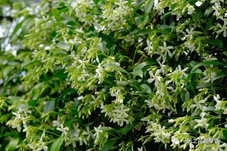 络石(Trachelospermumjasminoides)