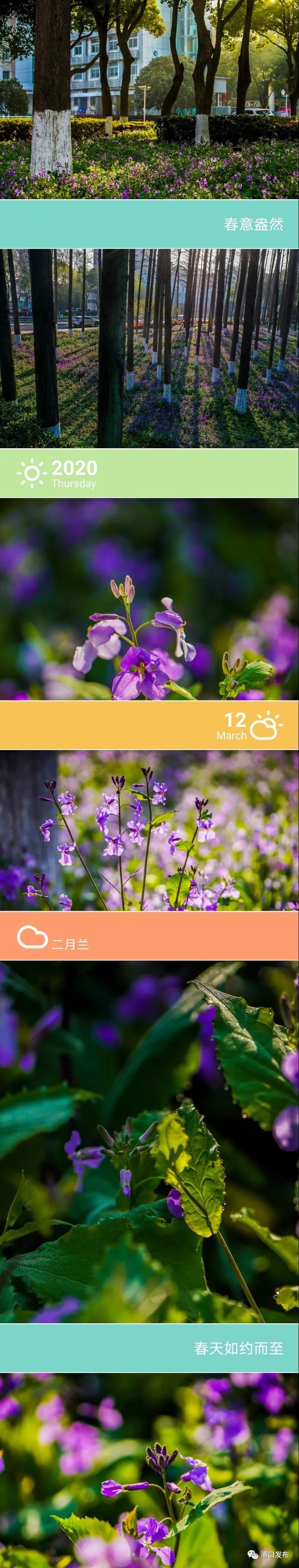 浦口花,南京看花的地方浦口