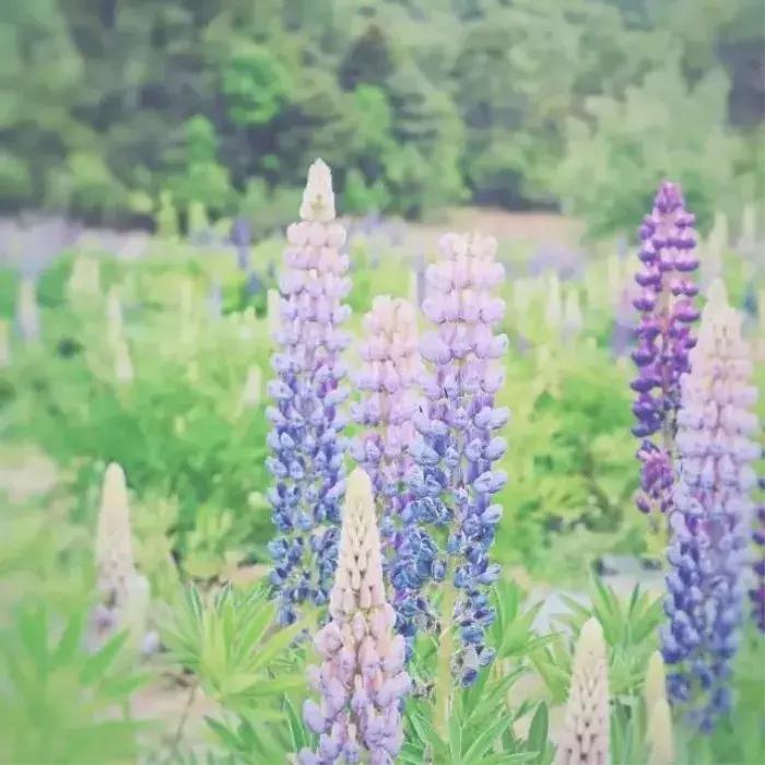 “园艺疗法”治愈抑郁症女孩，与植物对话可舒缓情绪，感知自我