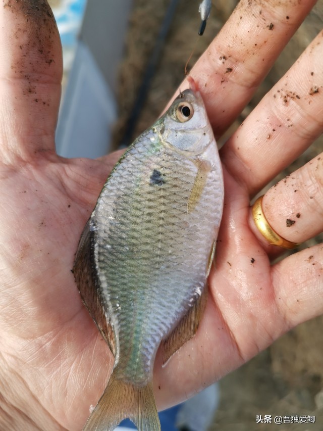为什么大板鲫吃口很轻,大板鲫一般多少度吃口