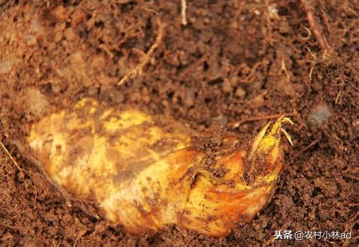 西兰花的功效与作用,冬笋的价格是多少钱一斤