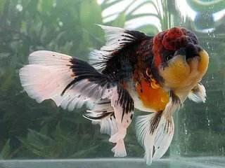 泰狮金鱼栽头原因,金鱼吊兰花怎么栽活