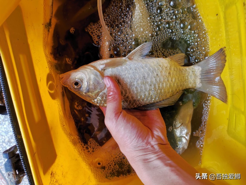 为什么大板鲫吃口很轻,大板鲫一般多少度吃口