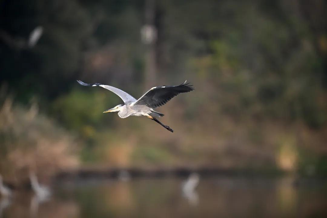 无机械快门的相机,尼康z卡口全画幅相机镜头推荐