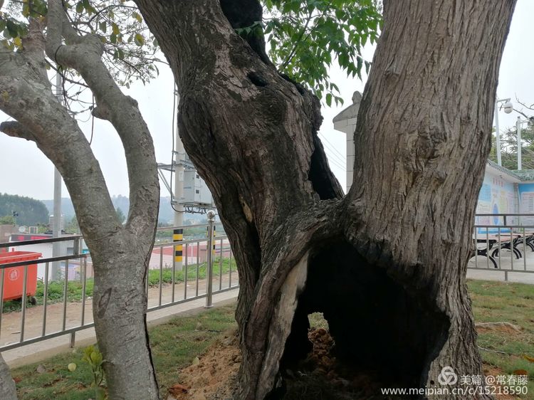 百年苦楝浴火重生