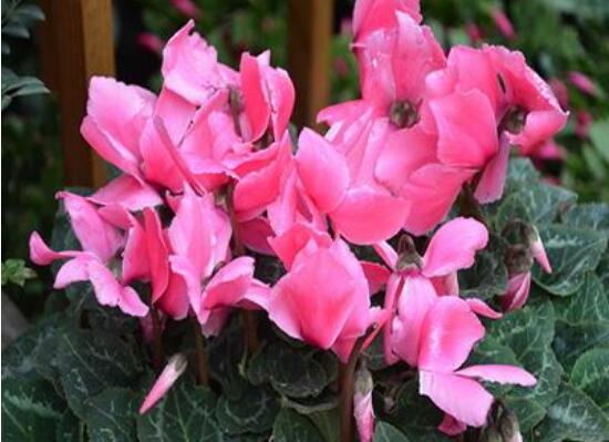 仙客来烂根怎么办,仙客来烂根处理方法