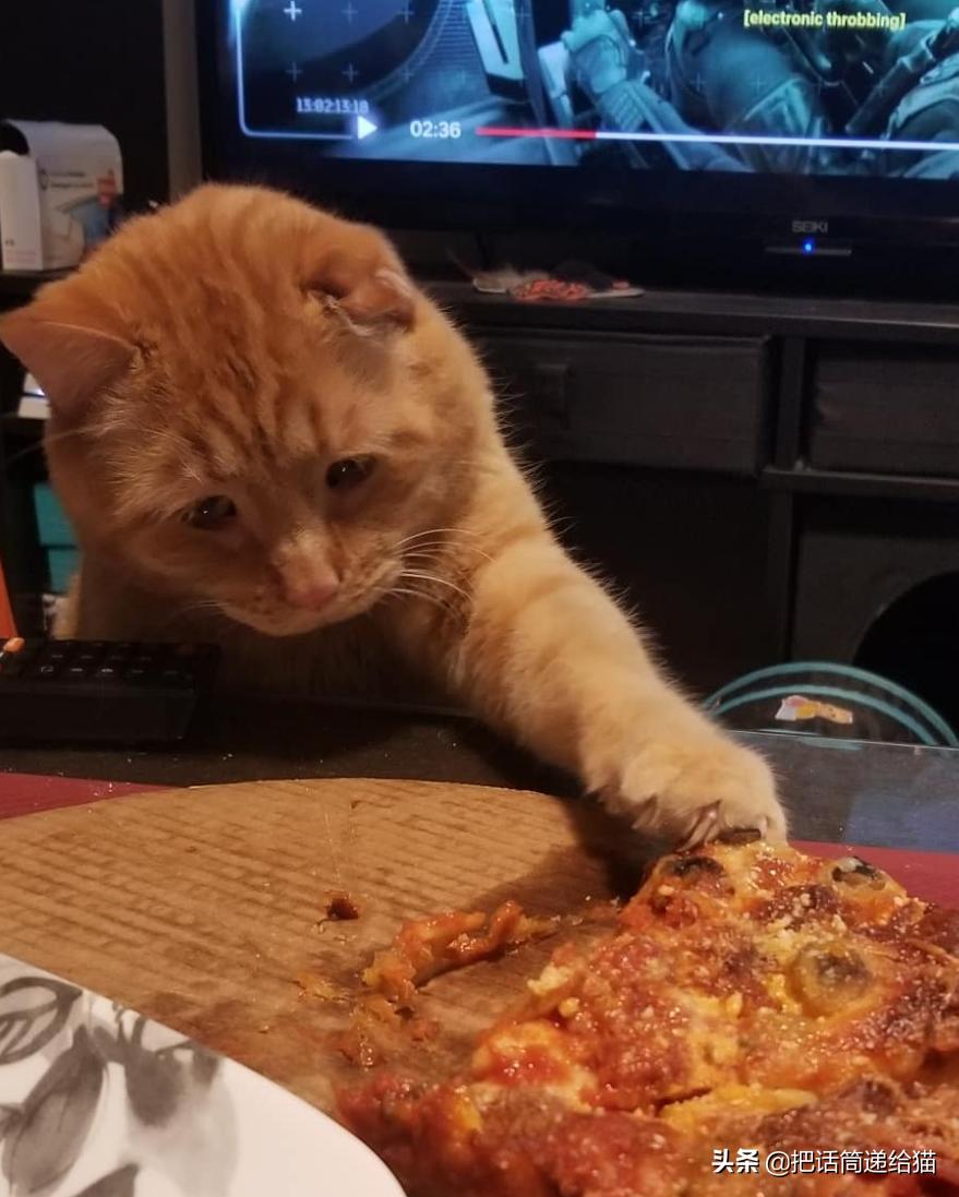 被弃养了一次的猫,从病魔中救回的猫脱离安乐死