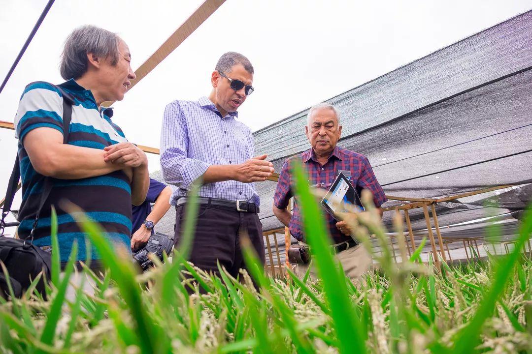袁隆平突破作文素材,袁隆平高考作文人物素材