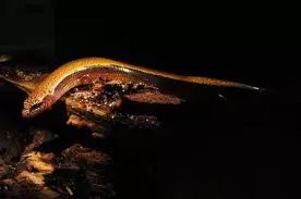 吃田螺吃到一股腥味有事吗,吃田螺吃到了些沙有事吗