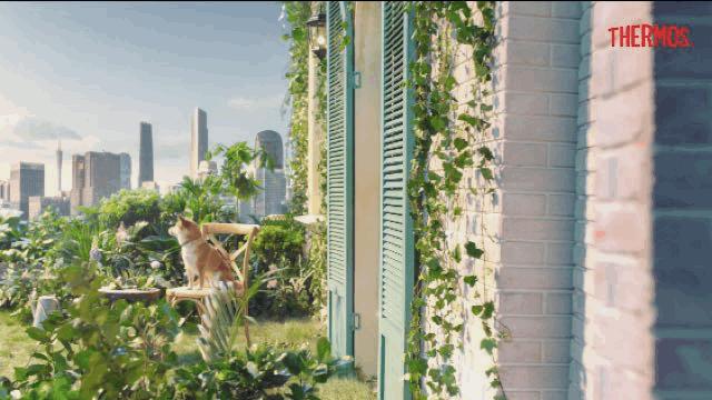 用栀子花作诗,用栀子花写作文