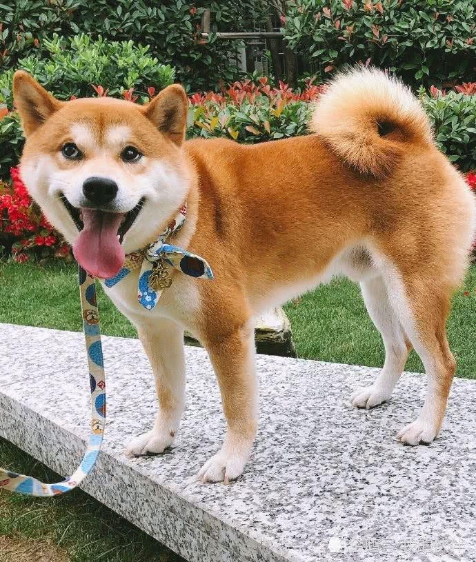 20个关于狗狗的冷知识，99.99%的铲屎官都不知道