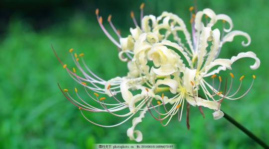 曼珠沙华和哪种花一起好看 (昙花曼珠沙华)