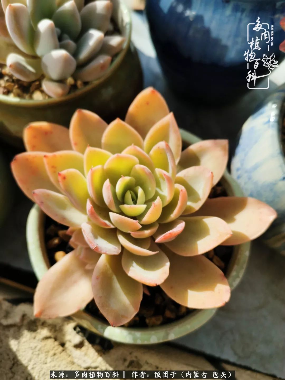 干旱地区怎么养多肉,半湿养多肉