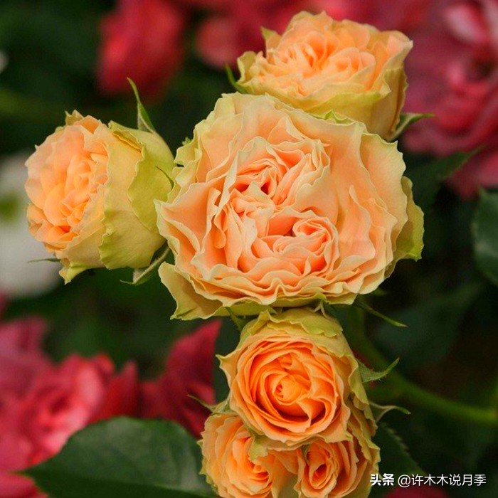 月季同时病害和虫害怎么办,月季感染蓟马怎么办