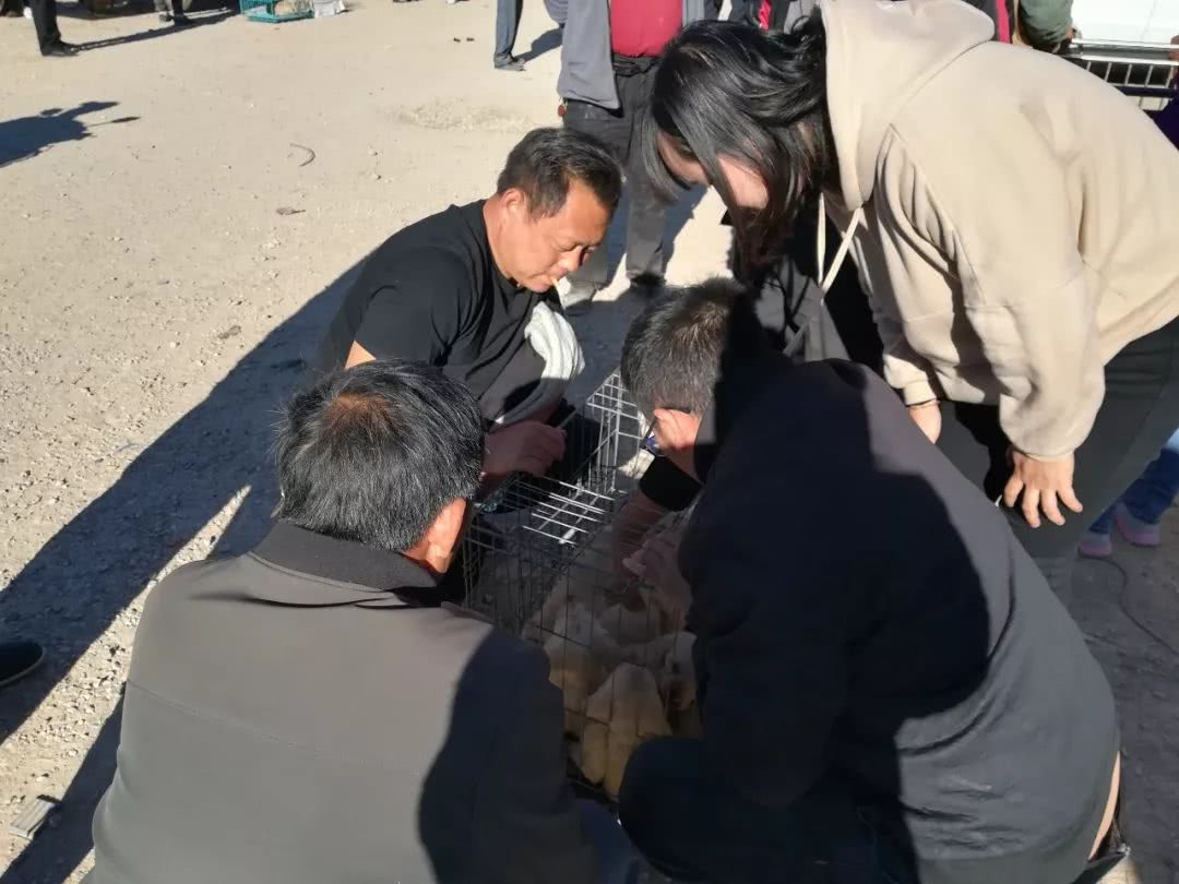 附近卖拉布拉多犬幼犬卖多少钱,狗市场幼犬拉布拉多出售