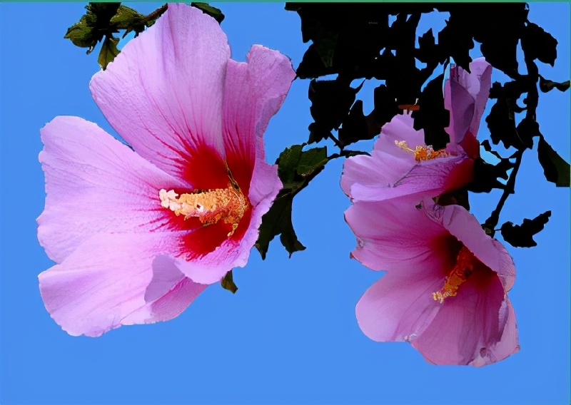 世界各国的国花和国树是什么,世界各国国花大开眼界美到爆