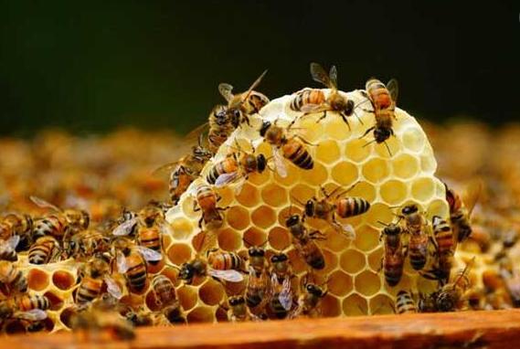 被蜜蜂蜇了该咋办,被蜜蜂蜇了该怎么办