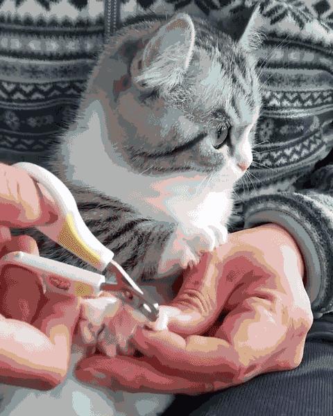 被猫抓伤的伤口痒什么原因,被猫抓伤出血伤口肿了很痒