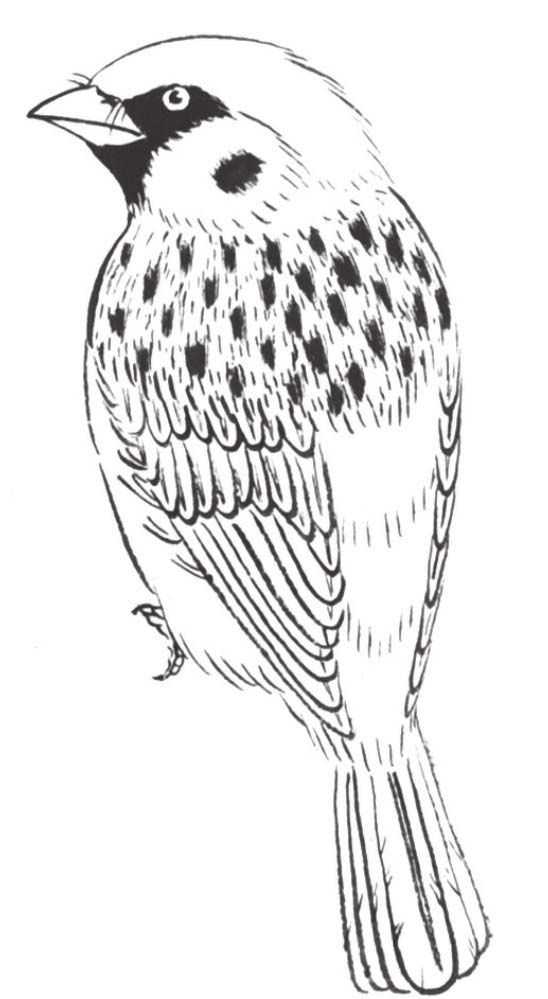 禽鸟工笔画法：分步骤讲解麻雀白描的设色技法，简单易学，收藏