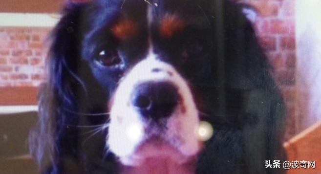 不喂狗会复位吗,不喂狗的下场