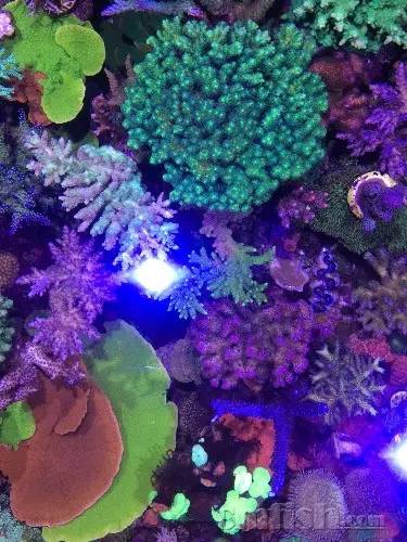 KELO钜彩照明LED水族灯试用活动鱼友评测详情（二）