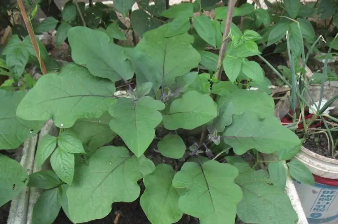 茄子病虫害早期症状,盆栽茄子落花落果什么原因