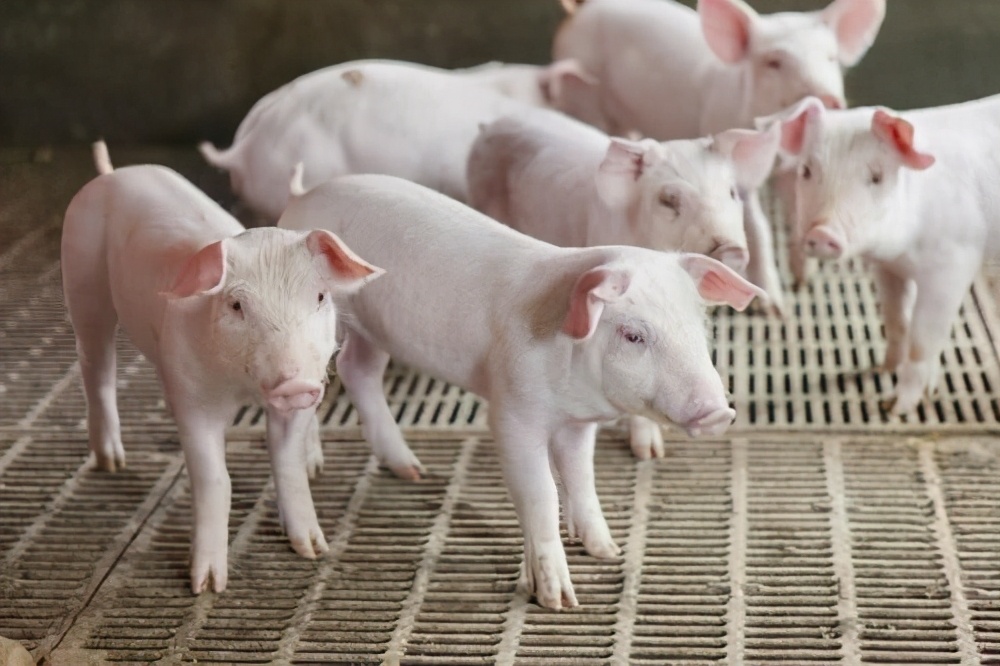 养猪驱虫剂量,养猪最好的外用驱虫药是什么药