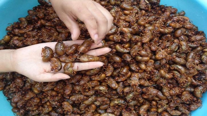 养金蝉注意什么,金蝉养殖前景最好的方法