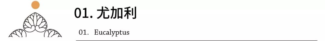 尤加利叶的养护知识,花店的尤加利叶要怎么养护