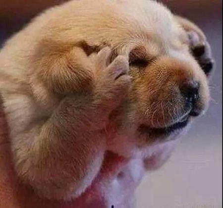 狗狗有寄生虫驱虫药怎么吃才正确,狗狗体内外驱虫药针对虫子一览表