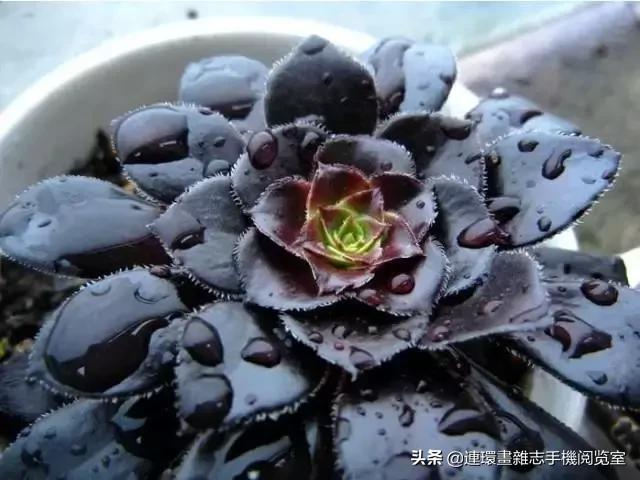 365种多肉图谱大全,365种鲜花图册大全