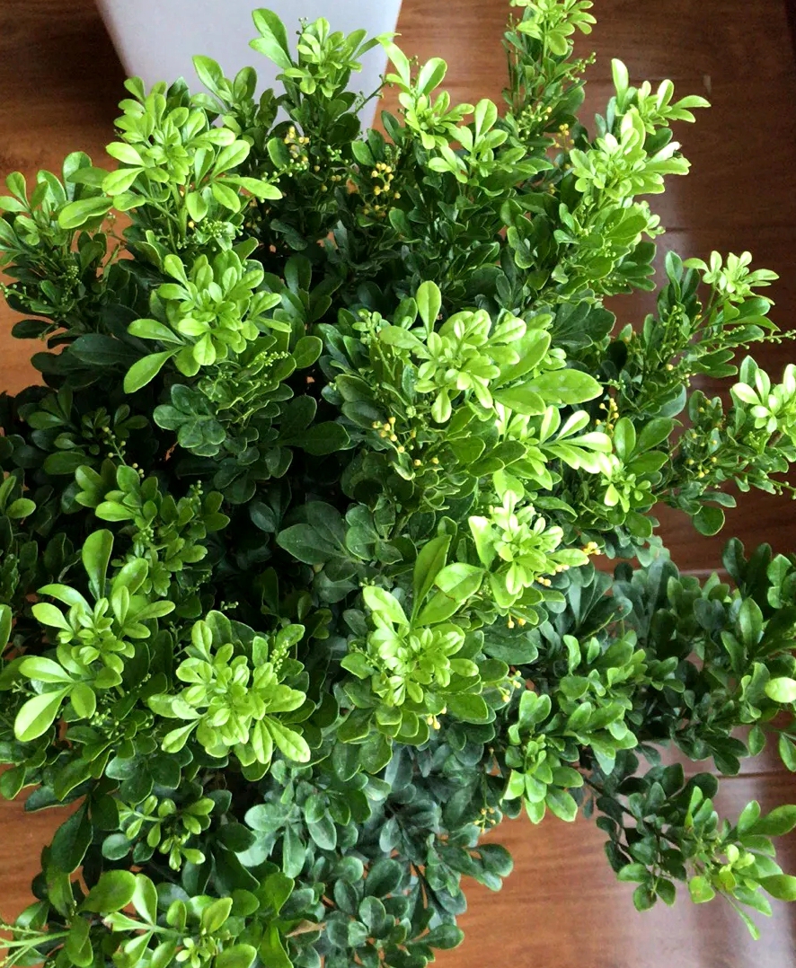 盆栽米兰花怎样过冬,怎么养米兰花盆栽