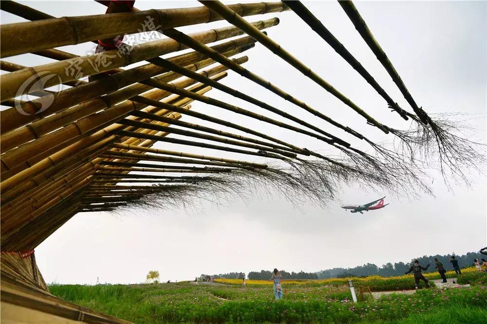 双流哪里可以赏花看飞机,双流附近赏花攻略路线