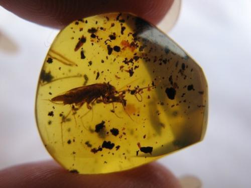 琥珀宝石哪种最好,最轻宝石琥珀图片