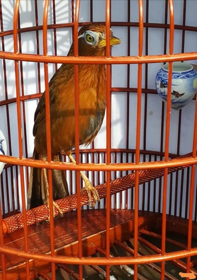 画眉鸟生病会出现什么情况,画眉鸟感冒的表现有哪些