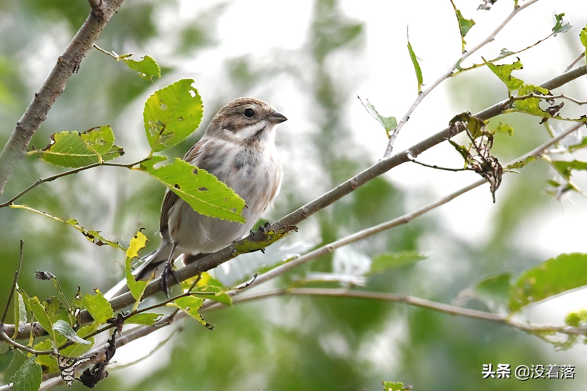 「10.13」北京沙河观鸟日记：收获长尾山椒鸟与中华攀雀