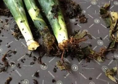 虎皮兰银脉能吸甲醛吗,金边虎皮兰吸收甲醛吗