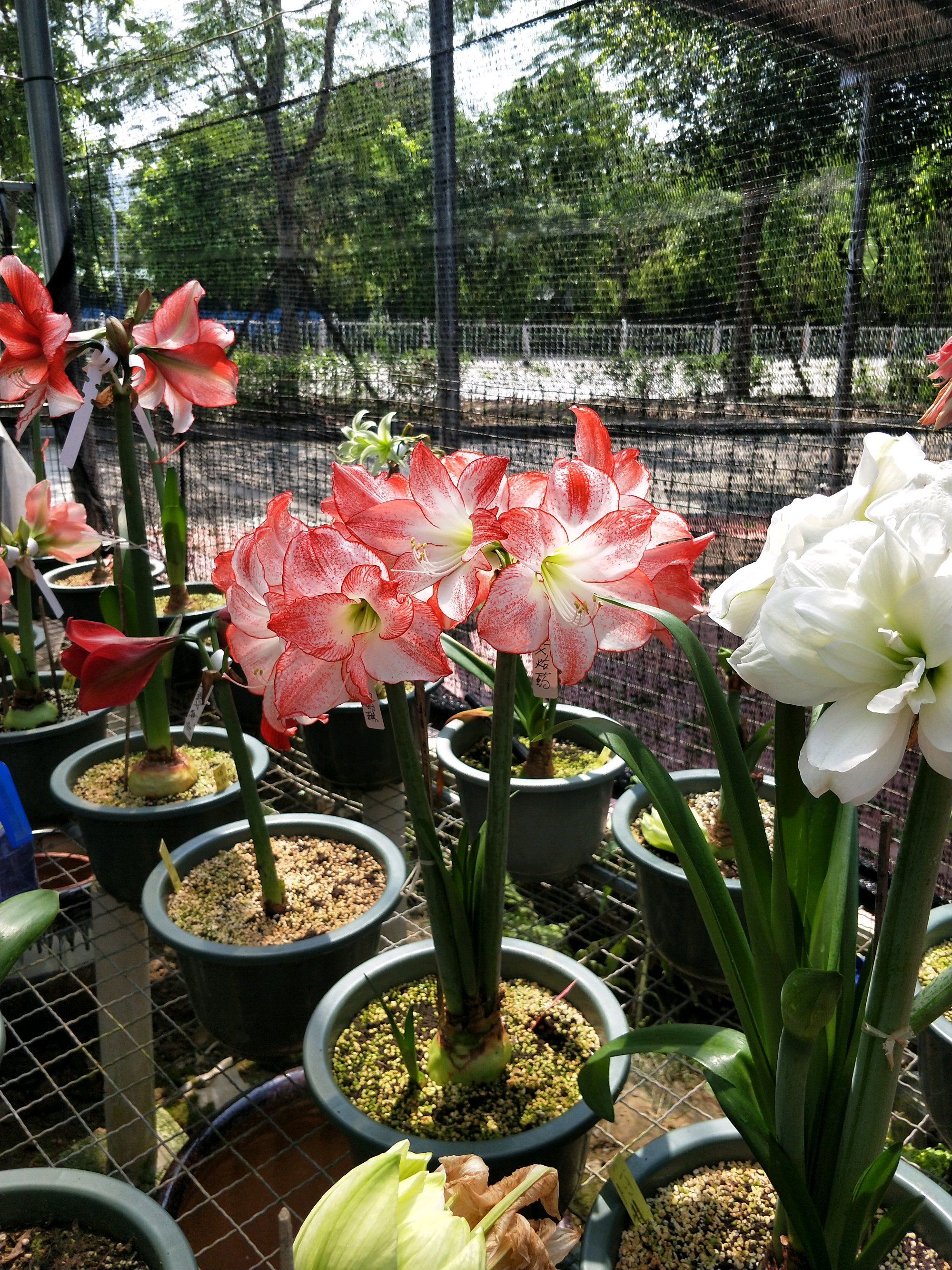 单瓣朱顶红品种最像鬼魅,朱顶红仙气品种