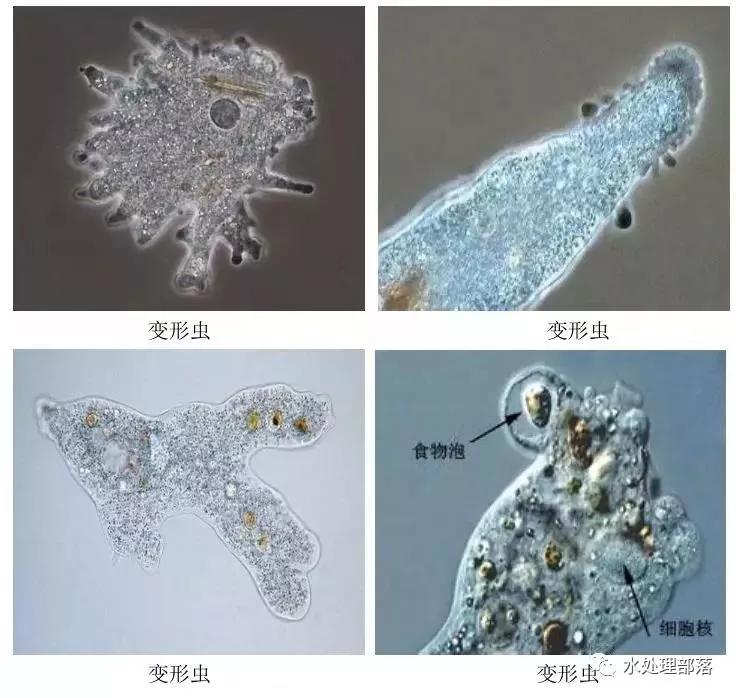 高清丨污水处理微生物图谱