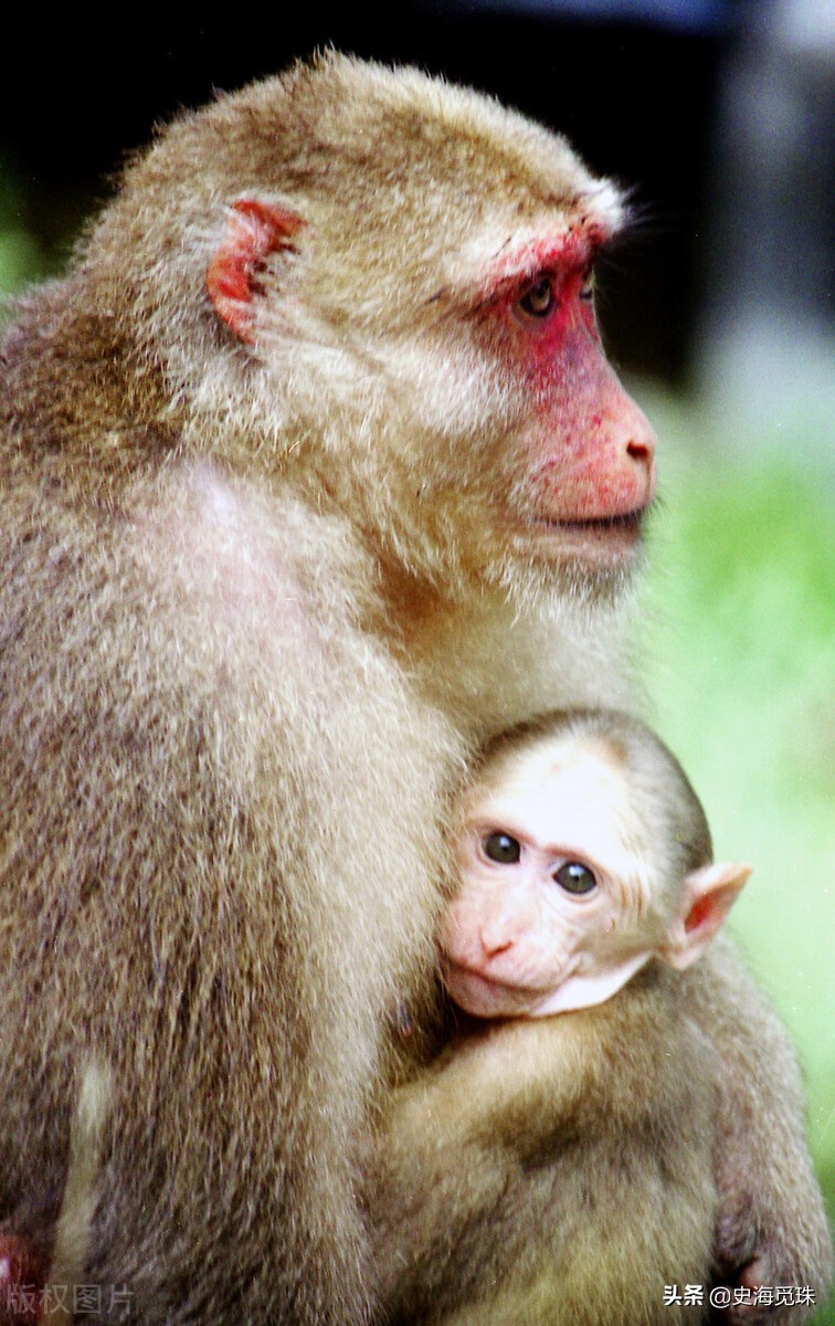 一个女人的日本推理小说,日本推理小说小女孩
