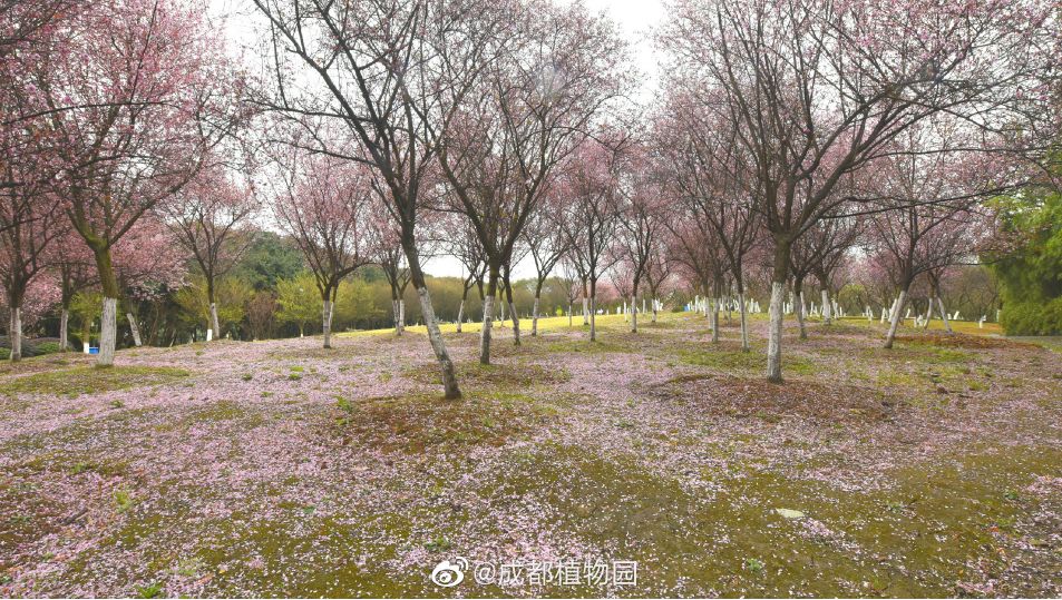 5月18日成都免费游博物馆怎么预约,成都周边游玩哪些地方需要预约的