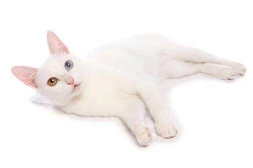 常养的猫有什么品种,十大便宜好养的猫品种猫排名