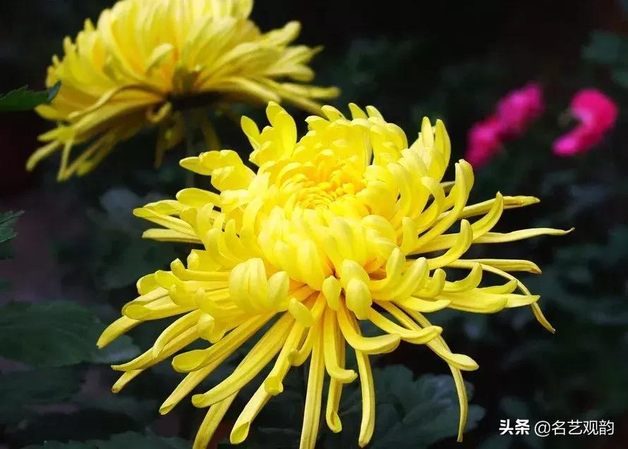 写意菊花小品国画大全,国画写意菊花和螃蟹