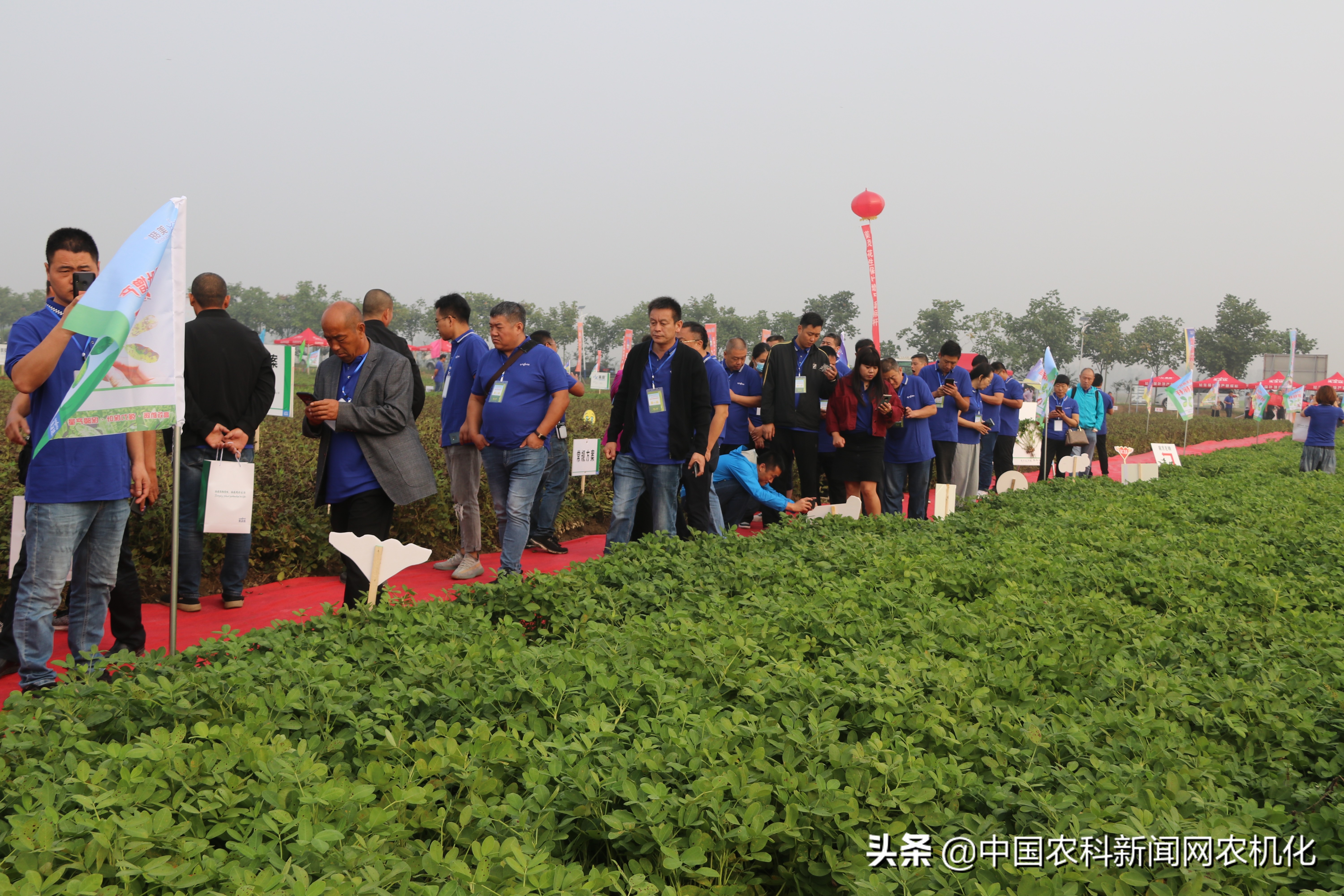 正阳县花生种植全过程,花生种植技术工作推荐