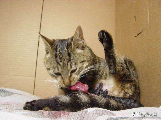 铲屎官们注意了你需要了解猫咪的生产过程一起涨知识