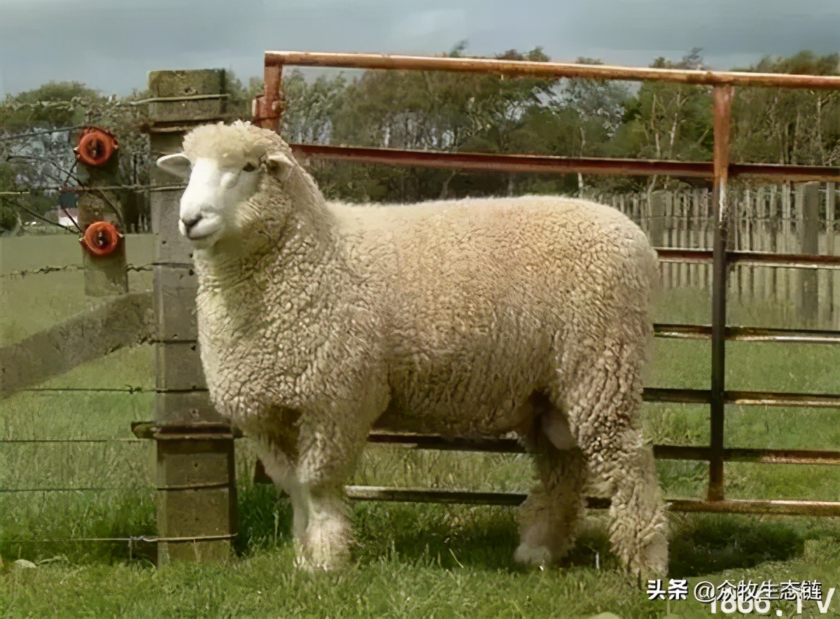 世界上最好的羊是哪个羊,世界最好的羊排名前十