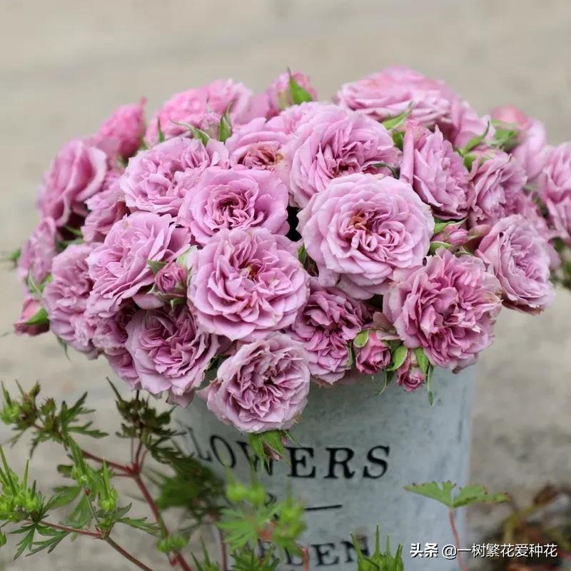 蓝紫青龙月季优缺点,天狼蓝紫月季